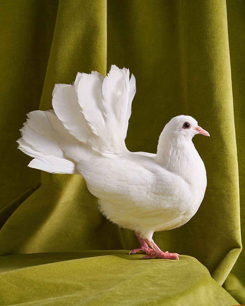 Jeweldene the Fantail