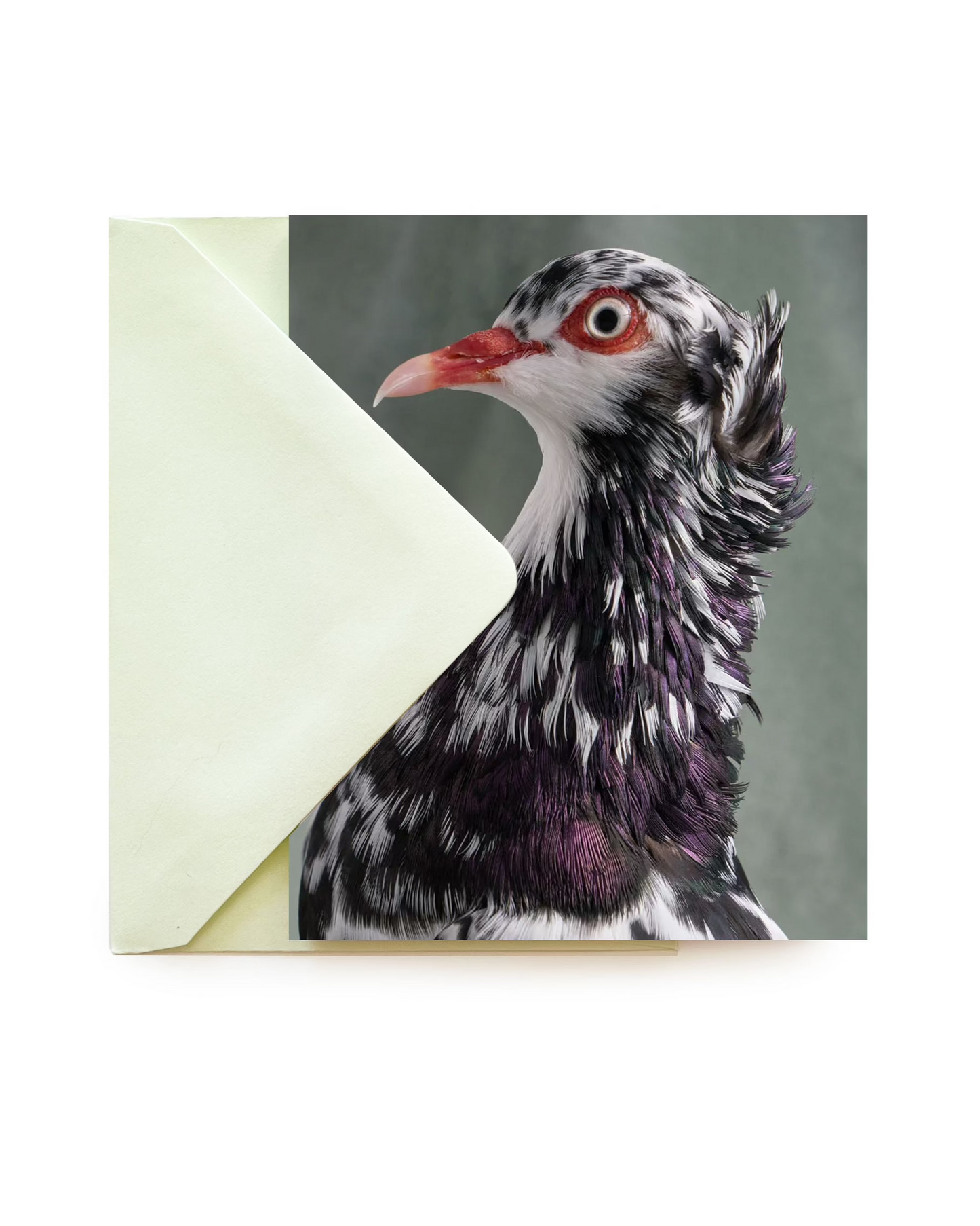 Classic Pigeon Greeting Cards